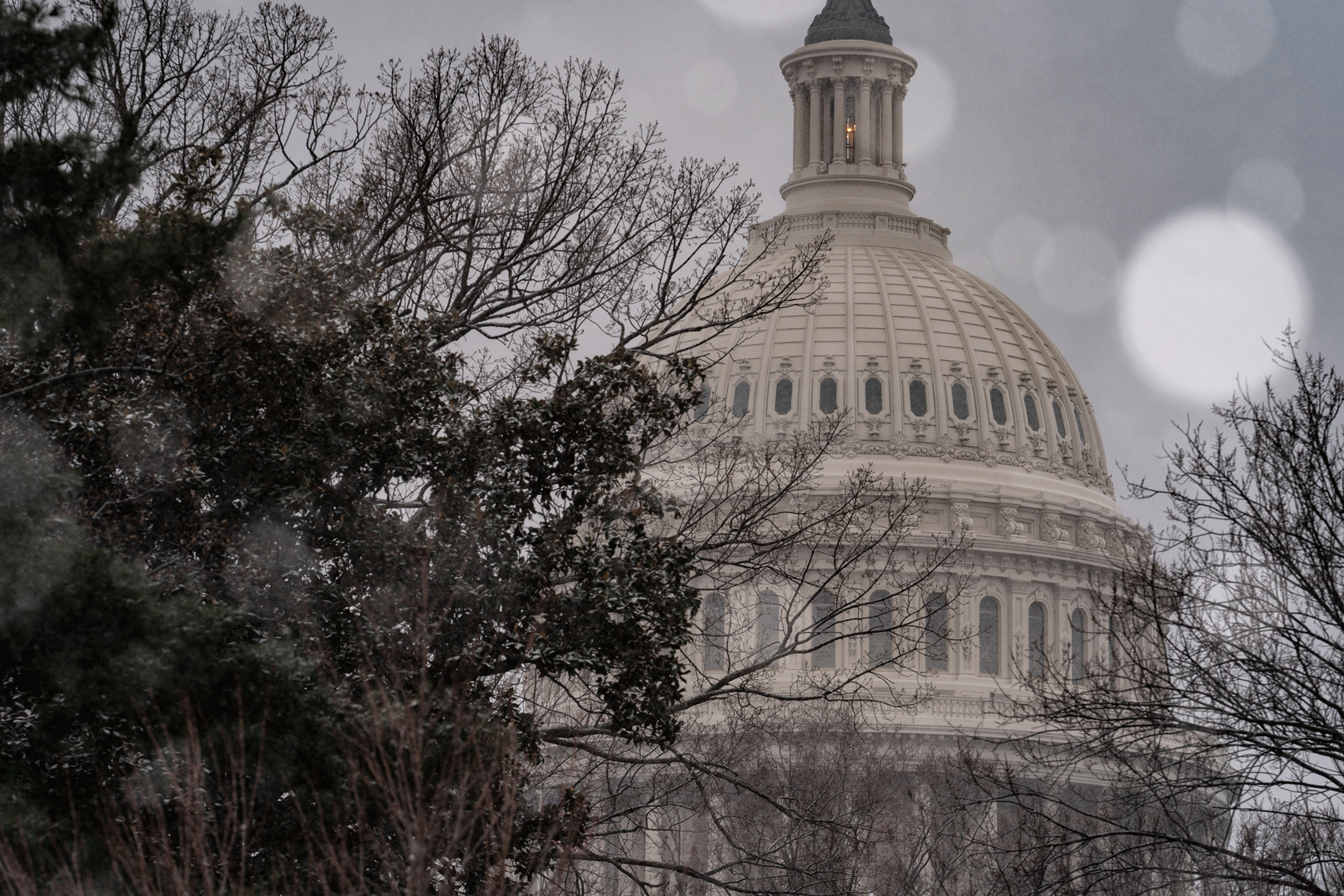 The U.S. Capitol Dome is seen with a tree in front of it on the left.